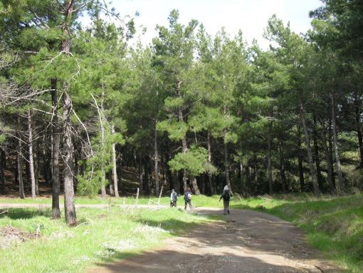 Beynam Atatürk Ormanı Kamp Alanı