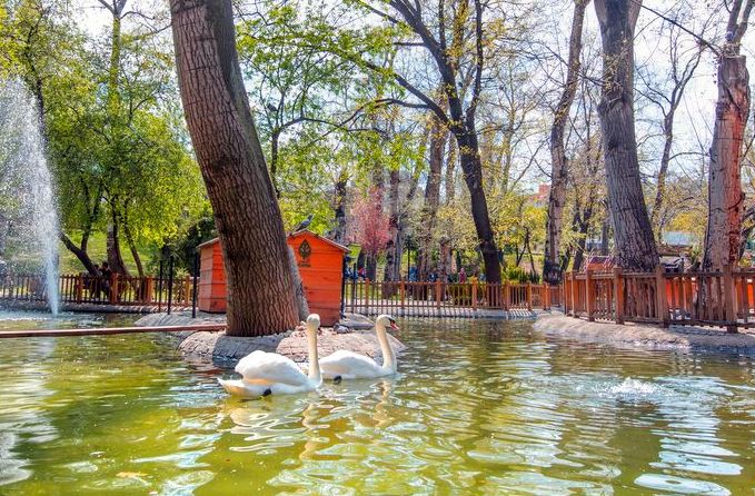 Ankara Gezilecek Yerler Kuğulu Park