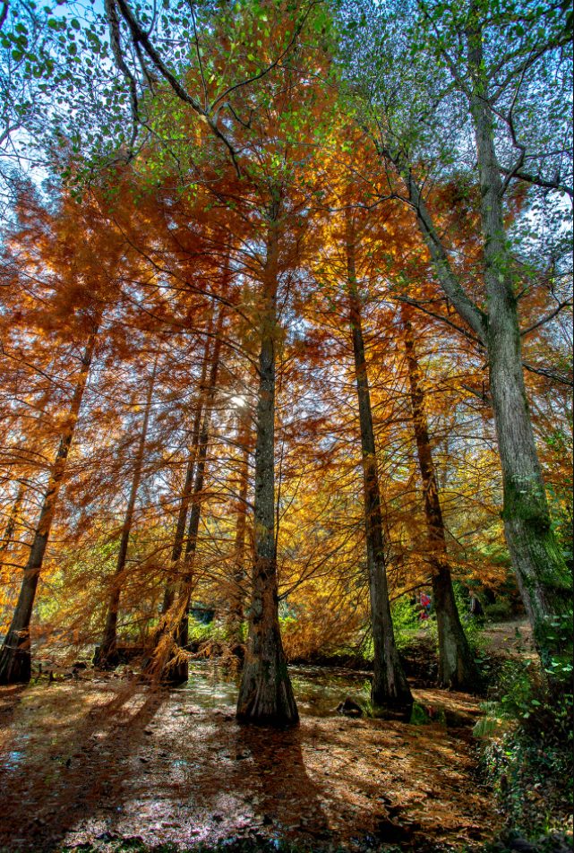 Sarıyer Gezilecek Yerler Belgrad Ormanı