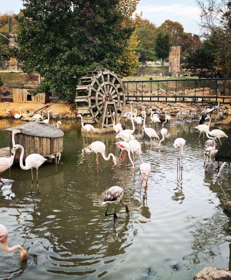 Polonezköy Zoo-Doğal Yaşam Parkı